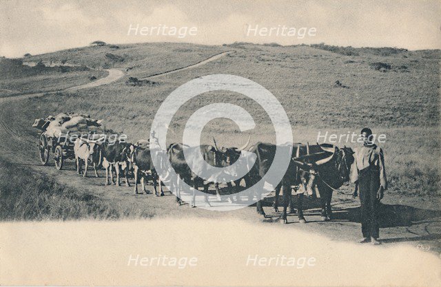 'A typical ox waggon - South Africa', early 20th century. Creator: Unknown.