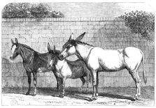 Prize donkeys and mule at the Show in the Agricultural Hall, Islington, 1864. Creator: Unknown.