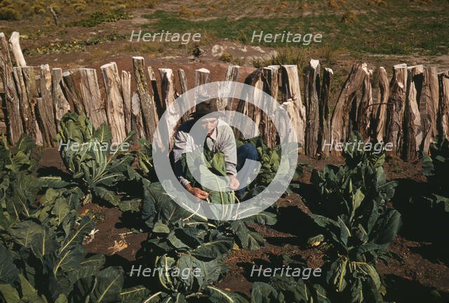 Mr. Leatherman, homesteader, tying up cauliflower, Pie Town, New Mexico, 1940. Creator: Russell Lee.