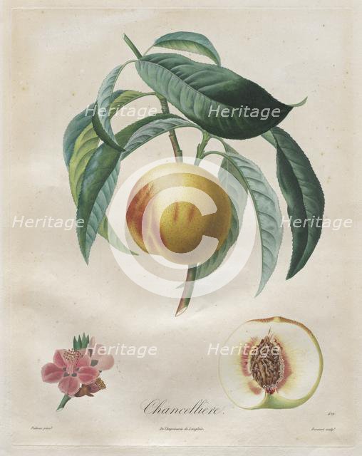 Traité des arbres fruitiers: Chancellière, 1808-1835. Creator: Henri Louis Duhamel du Monceau (French, 1700-1782).