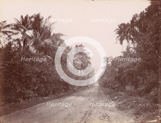 Road Near Singapore, 1860s-70s. Creator: Unknown.