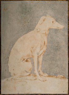 Greyhound, First Half of 16th century. Creator: Parmigianino (1503-1540).