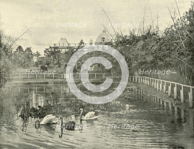 'Papyrus Pond, Brisbane Botanical Gardens', 1901. Creator: Unknown.