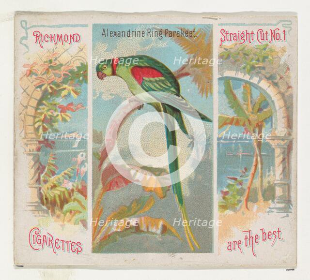 Alexandrine Ring Parakeet, from Birds of the Tropics series (N38) for Allen & Ginter Cigar..., 1889. Creator: Allen & Ginter.