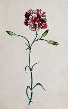 Striped red carnation (Dianthus species): flowering stem. Creator: Unknown.