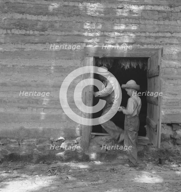 Coming out of tobacco barn in which tobacco is being cured, Granville County, North Carolina, 1939. Creator: Dorothea Lange.