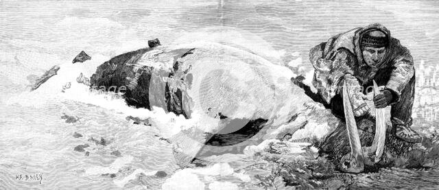 Dead whale on the coast of Bristol Bay, Alaska, 1890. Creator: H. F. Davey.