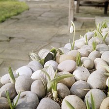Flower bulbs growing amidst small stones, including a snowdrop, 20th century Artist: John Gay.
