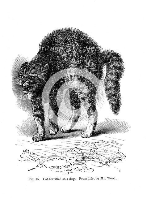 A cat terrified by a dog, 1872. Artist: Unknown