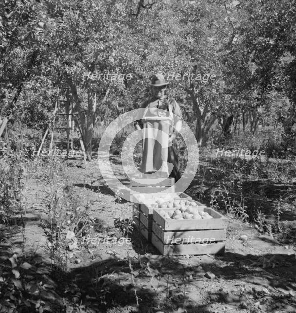 Possibly: Harvesting pears, Pleasant Hill Orchards, Yakima Valley, Washington, 1939. Creator: Dorothea Lange.