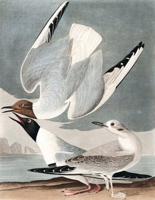 Bonapartian Gull, Larus Bonapartii, 1845.