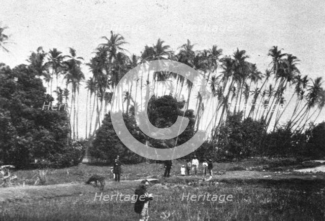 ''Une plantation de cocotiers dans les iles Hawai; Les Terres Du Pacifique', 1914. Creator: Unknown.