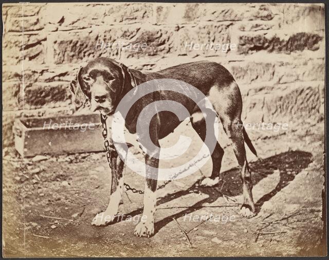 Dog, late 19th century. Creator: Unknown.