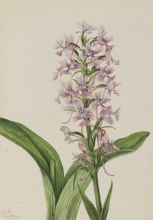 Large Purple Fringe-Orchid (Habenaria grandiflora), 1926. Creator: Mary Vaux Walcott.