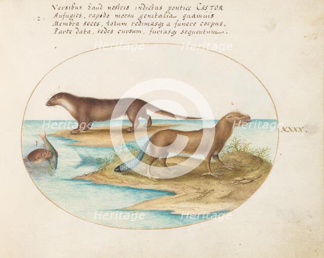 Animalia Qvadrvpedia et Reptilia (Terra): Plate XL, c. 1575/1580. Creator: Joris Hoefnagel.