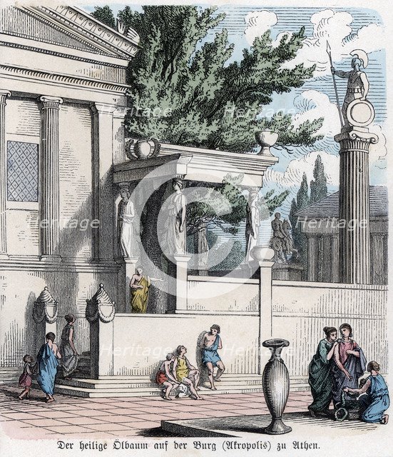 Ancient History. Greece. The sacred olive tree on the Acropolis of Athens. German engraving, 1865.