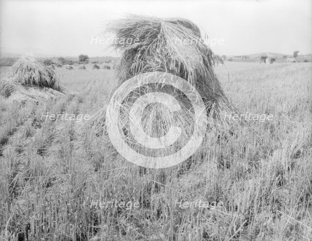 Wheat in Sperryville, Virginia, 1936. Creator: Dorothea Lange.