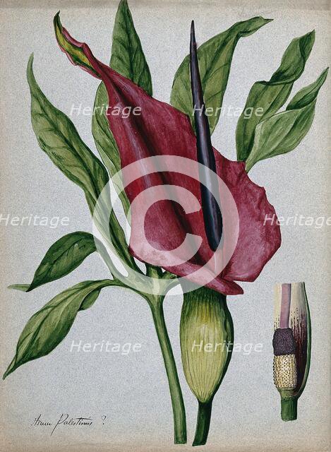 Arum plant (Arum palestinus?): inflorescence, spadix and leaf. Creator: Unknown.