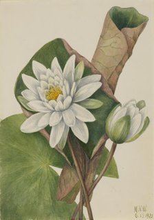 American Waterlily (Castalia odorata), 1920. Creator: Mary Vaux Walcott.