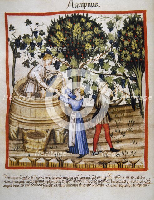 Autumn: Grape harvest and winemaking, 14th century.  Creator: Unknown.