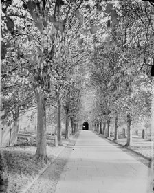 An avenue of lime trees leading to Holy Trinity Church, Stratford-upon-Avon, c1860-c1922. Artist: Henry Taunt