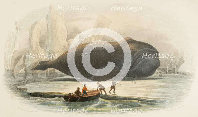 The whale, 1856. Creators: Edouard Travies, Beyer and Manceau.