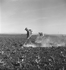 Dusting cauliflower plants near Santa Maria, California, 1937. Creator: Dorothea Lange.