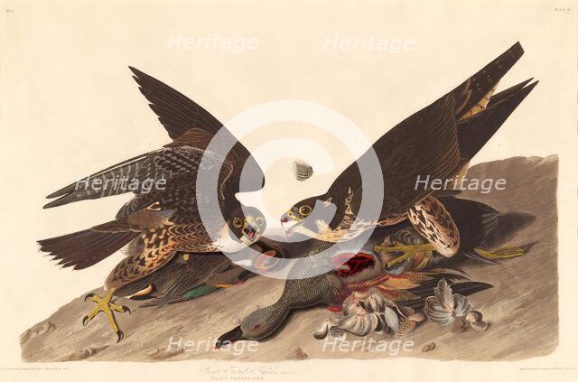 Great Footed Hawk, 1827. Creator: Robert Havell.