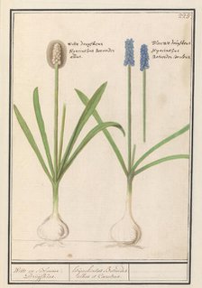 Grape hyacinths (Muscari botryoides), 1596-1610. Creators: Anselmus de Boodt, Elias Verhulst.