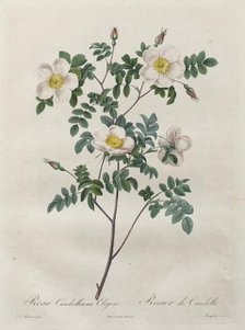 Les Roses: Rosa Candolleana Elegans, 1817-1824. Creator: Henry Joseph Redouté (French, 1766-1853).