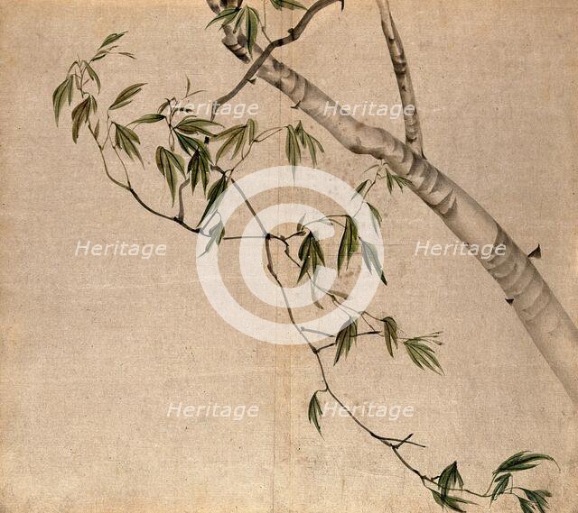 Japanese maple (Acer palmatum): branch with leaves. Creator: Unknown.