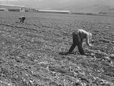 Spreckels sugar factory and sugar beet field, Monterey County, California, 1939. Creator: Dorothea Lange.