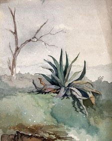 An Agave plant, c19th century. Creator: Unknown.