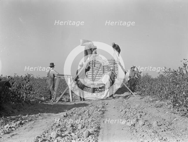Weighing in cotton, San Joaquin Valley, California, 1936. Creator: Dorothea Lange.