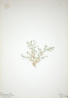 Stelleria leata, 1917. Creator: Mary Vaux Walcott.