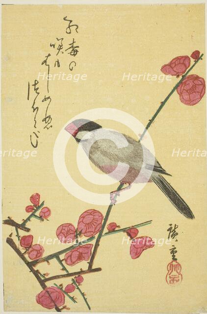 Java sparrow on plum branch, 1830s. Creator: Ando Hiroshige.