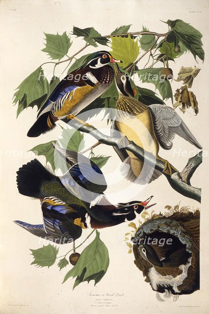 The wood duck. From "The Birds of America", 1827-1838. Creator: Audubon, John James (1785-1851).