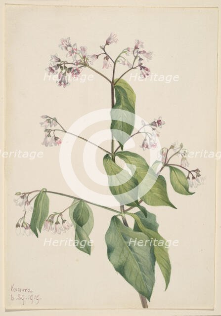 Dogbane (Apocyum androsaemfolium), 1919. Creator: Mary Vaux Walcott.