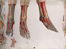 Three dissections of a foot, showing the muscles and tendons, with a marginal sketch of ..., (1833?) Creator: Johann Conrad Zeller.