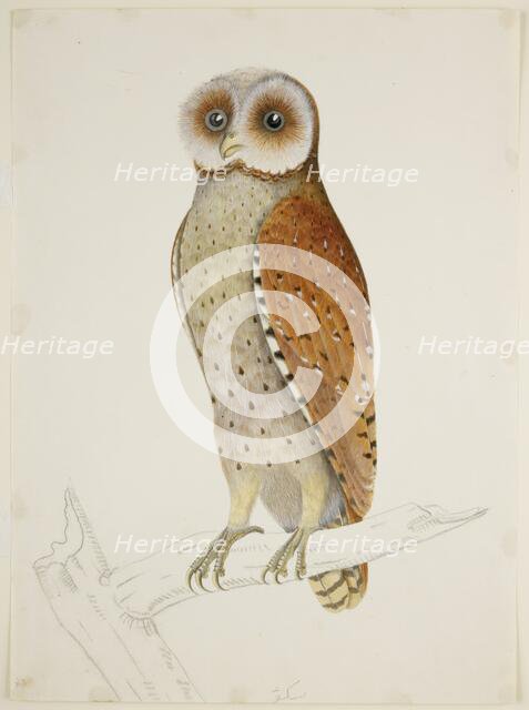 Bay Owl, c1824.  Creator: J Briois.