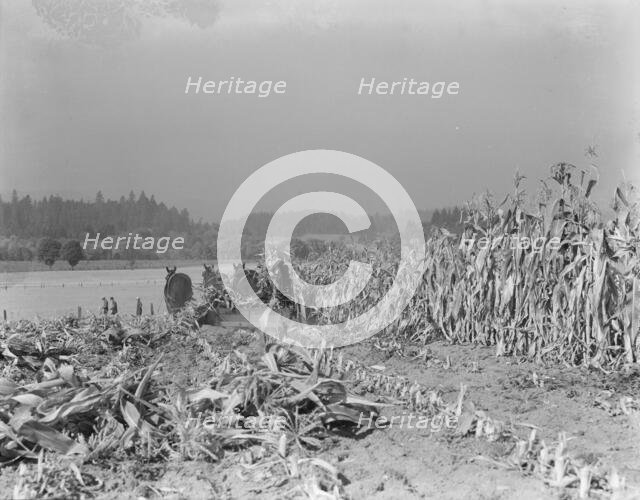 Cutting the corn on the Miller farm near West Carlton, Yamhill County, Oregon, 1939. Creator: Dorothea Lange.