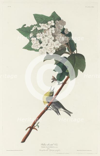 Yellow-throated Vireo, 1831. Creator: Robert Havell.