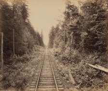 Hemlock Forest, c. 1895. Creator: William H Rau.