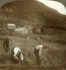 'Harvesting barley on a Mindresunde farm in the valley near Olden, Norway', c1905. Creator: Unknown.