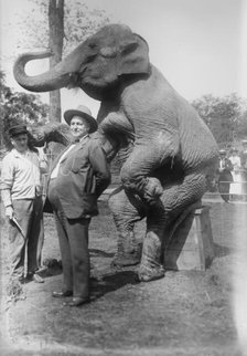 Stewart & elephant, between c1915 and c1920. Creator: Bain News Service.