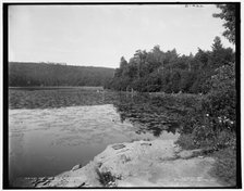 Pond lillies i.e. lilies in South Lake, Catskill Mountains, N.Y., c1902. Creator: Unknown.