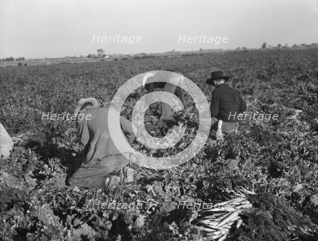 Migratory field worker pulling carrots, Imperial Valley, California, 1939. Creator: Dorothea Lange.