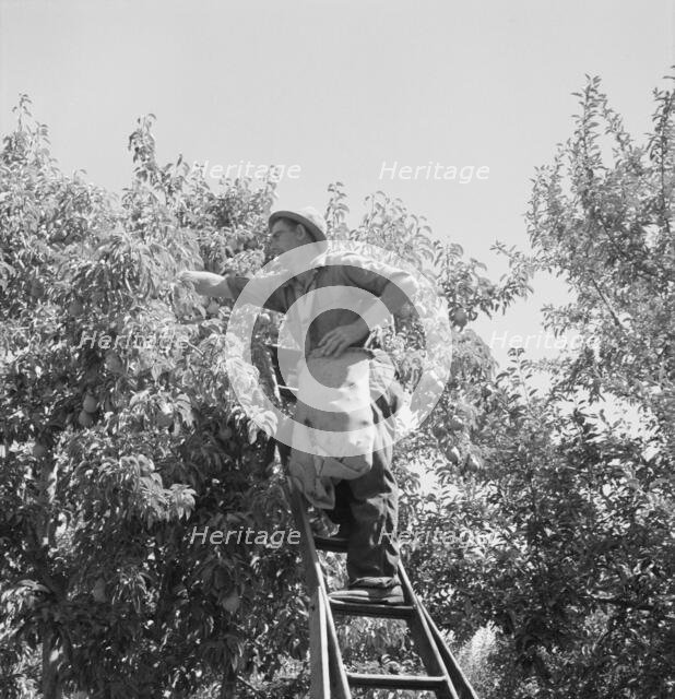 Possibly: Harvesting pears, Pleasant Hill Orchards, Yakima Valley, Washington, 1939. Creator: Dorothea Lange.