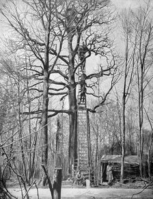 French observation post in a tree, France, World War I, 1915. Artist: Unknown