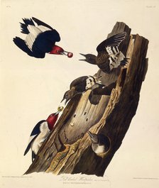 The red-headed woodpecker. From "The Birds of America", 1827-1838. Creator: Audubon, John James (1785-1851).